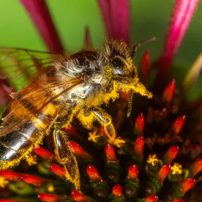 Western Honey Bee