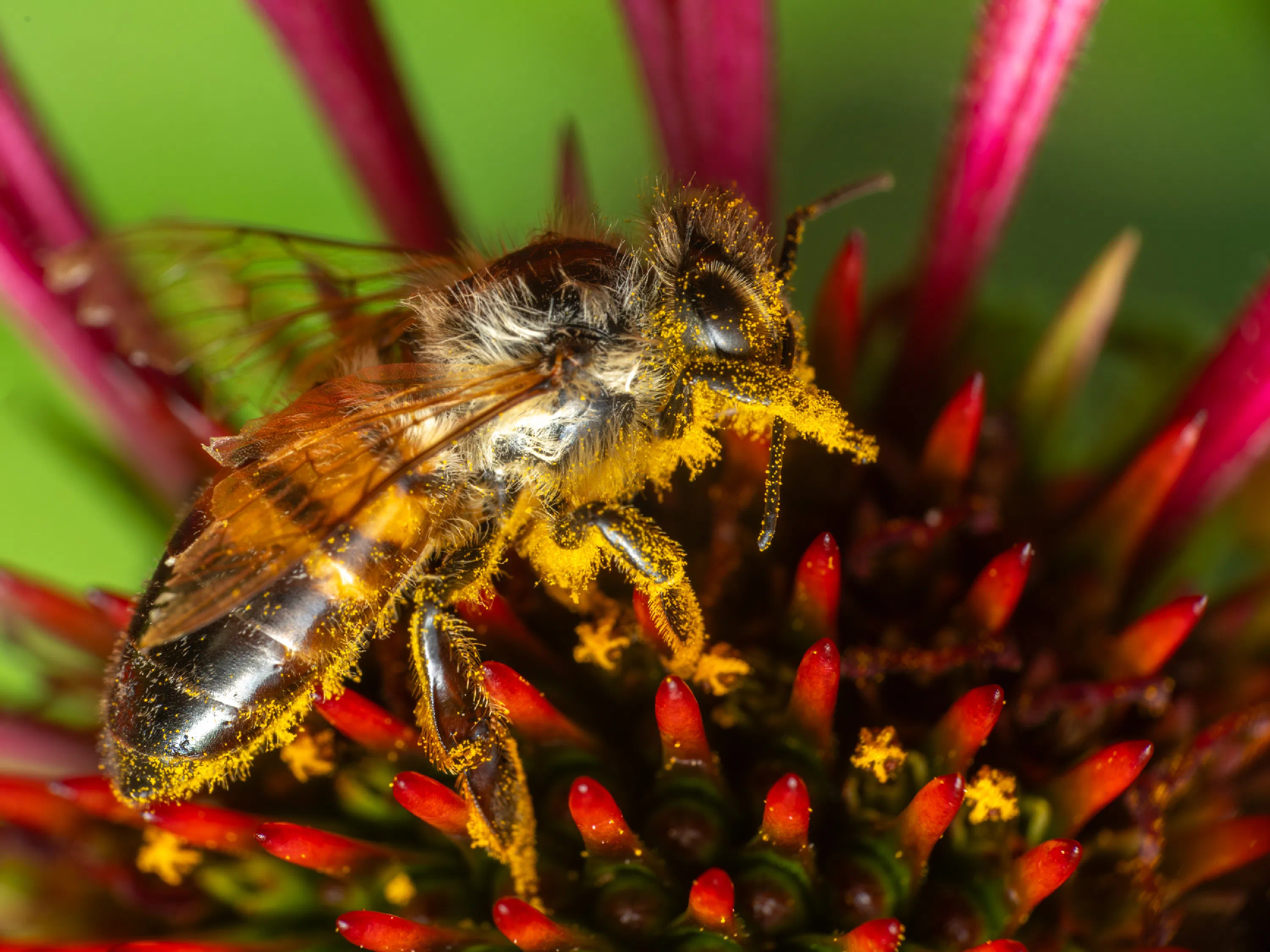 Abeja melífera europea
