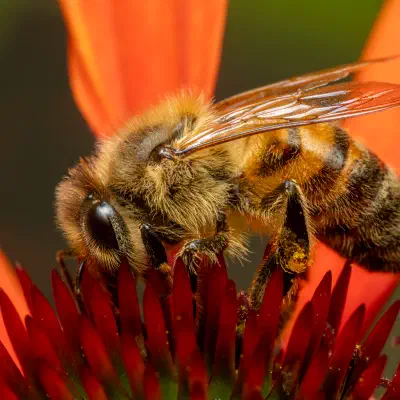 Western Honey Bee