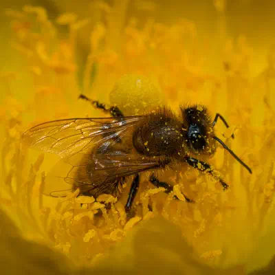 Western Honey Bee