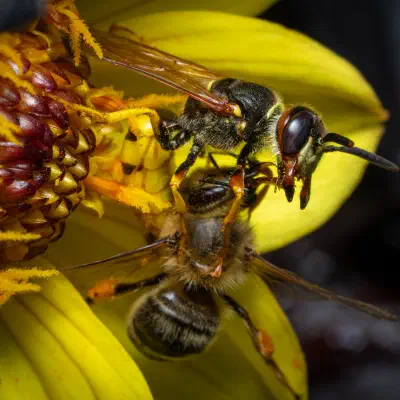 Western Honey Bee
