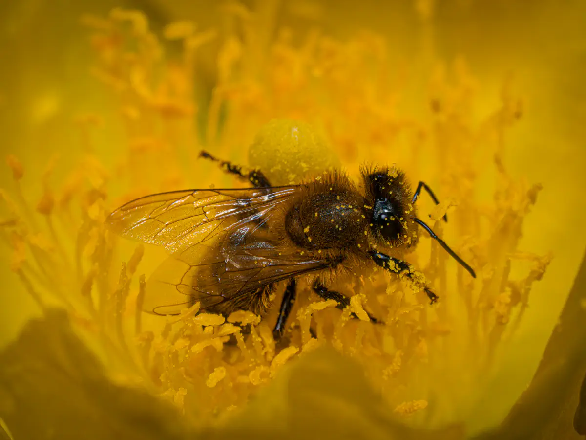 Abeille domestique