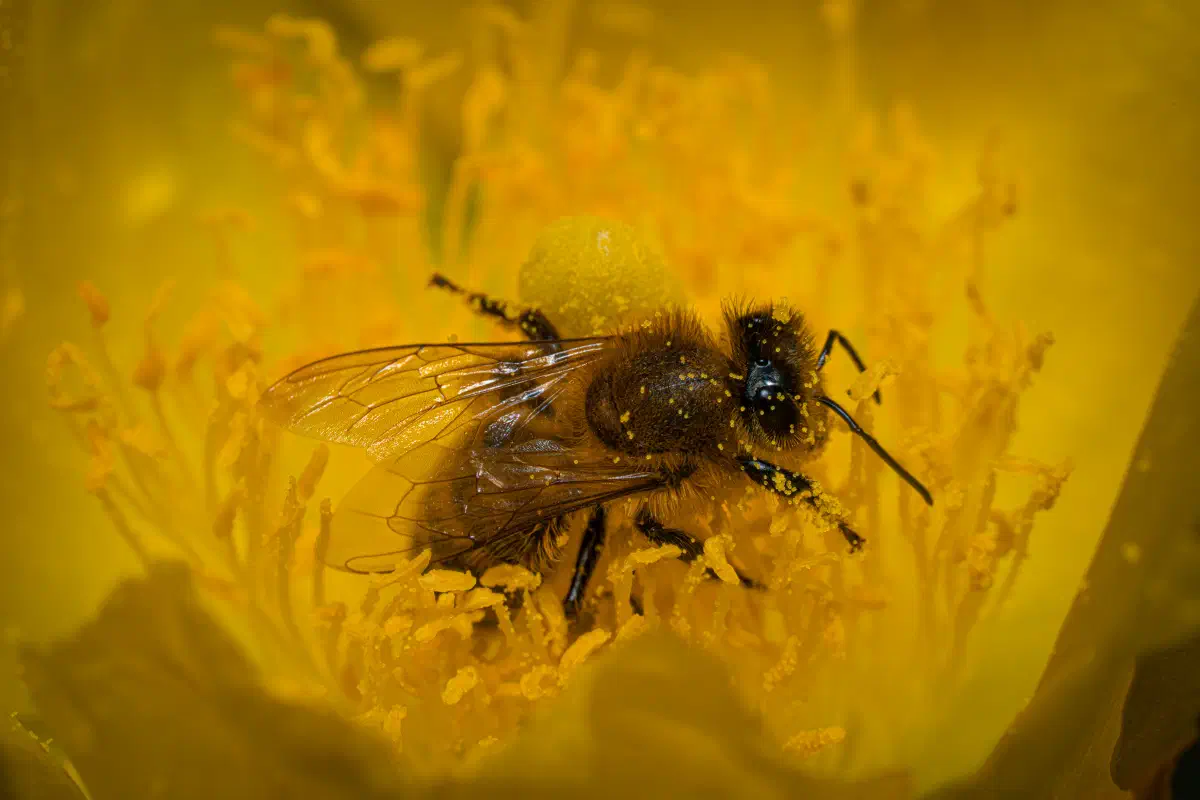 Abeille domestique
