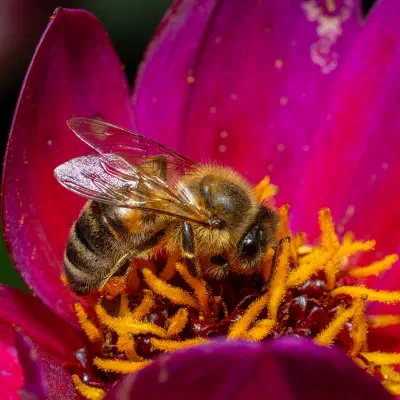 Western Honey Bee