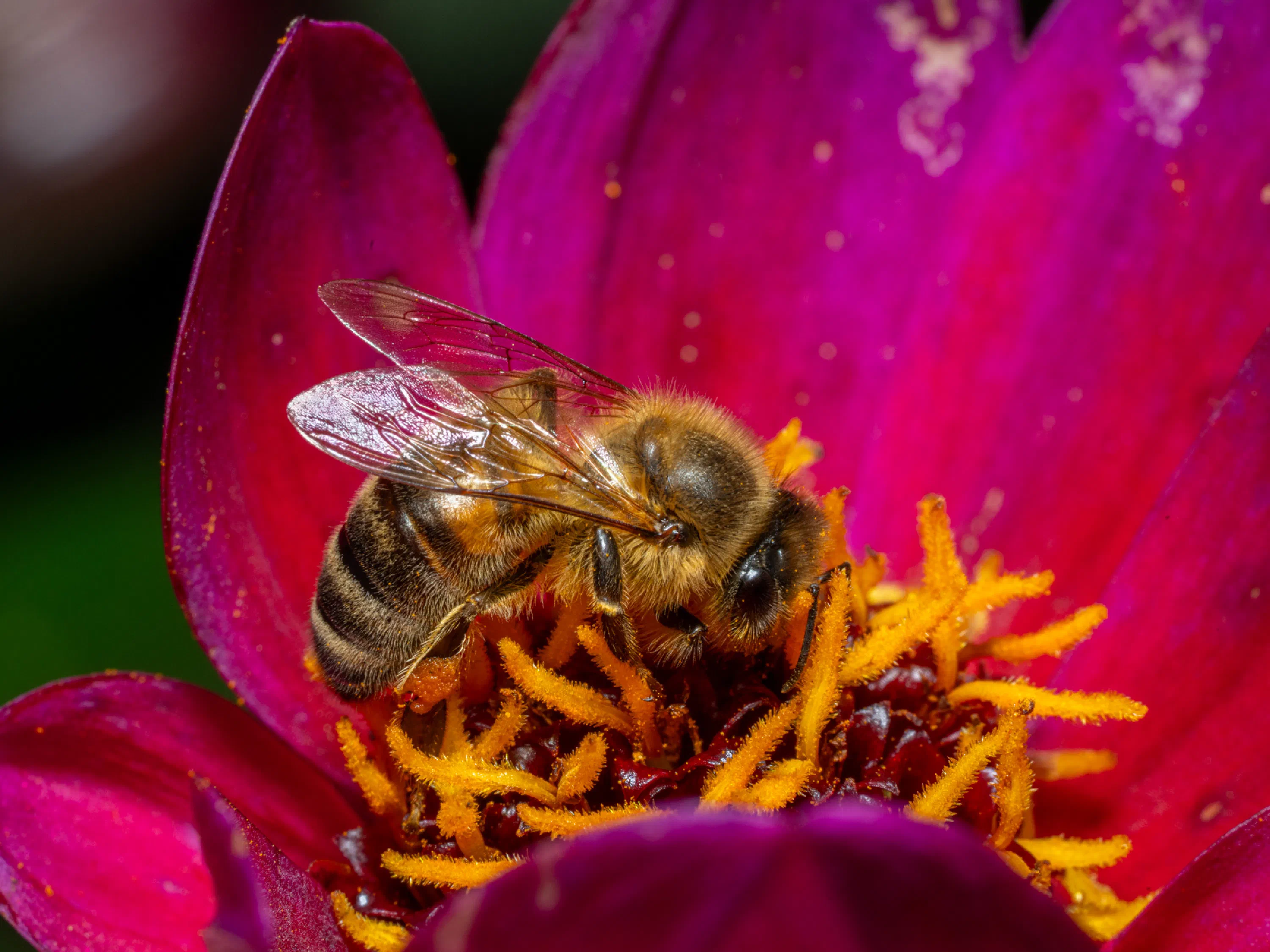 Abeja melífera europea
