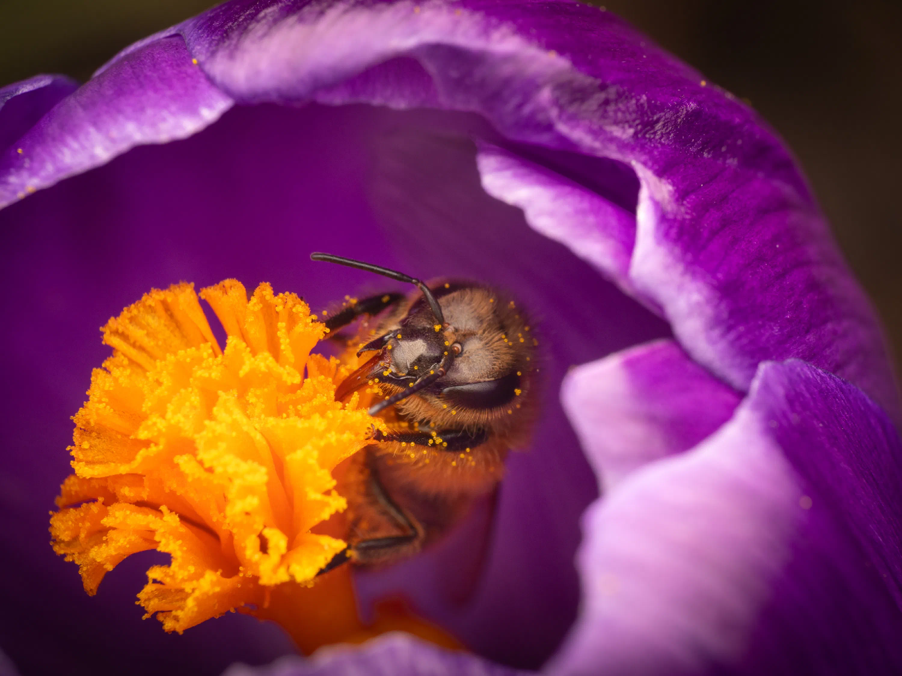 Abeja melífera europea