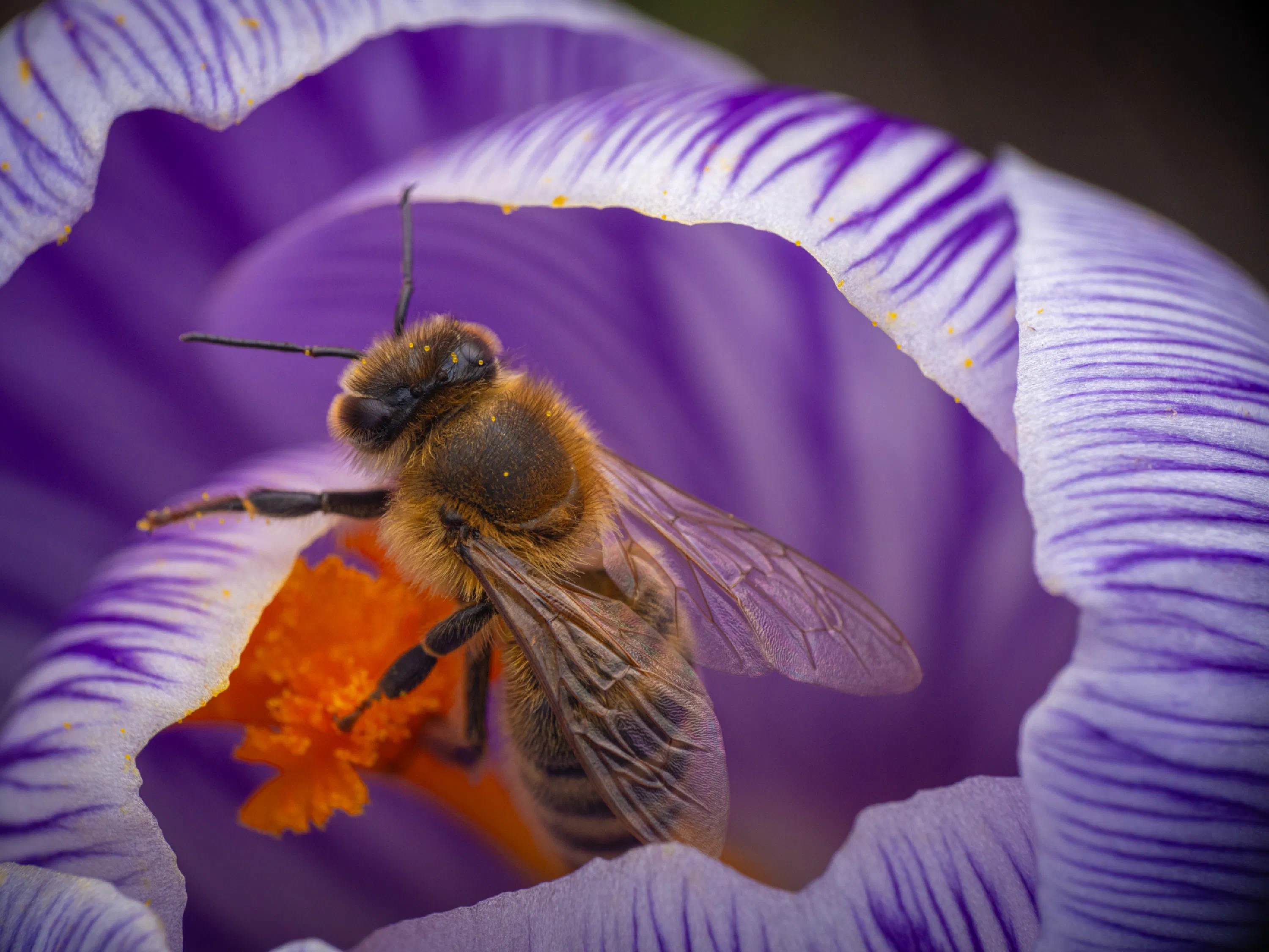 Abeja melífera europea