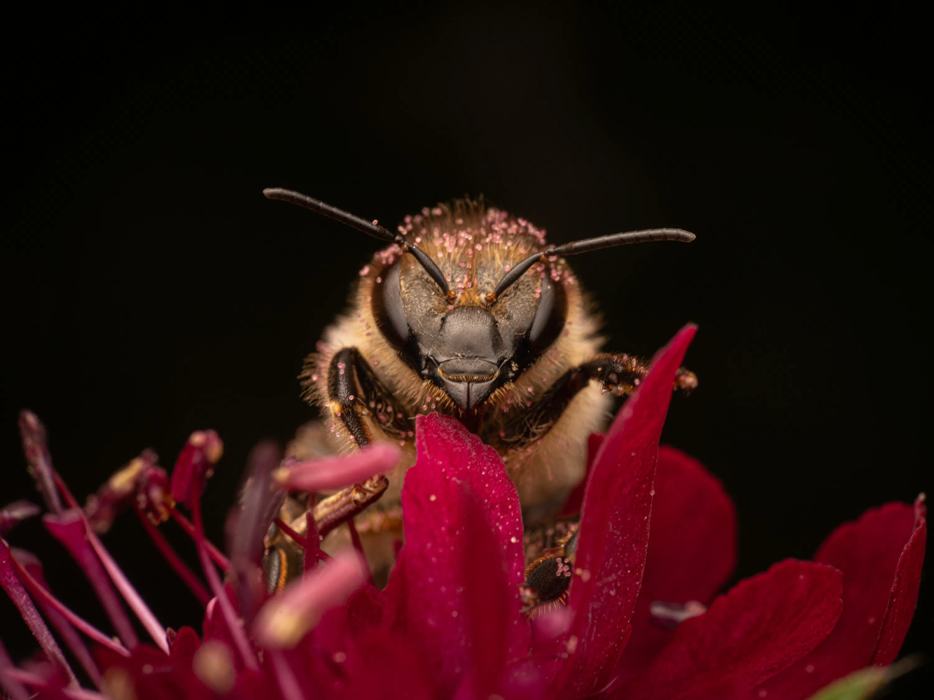 Abeja melífera europea