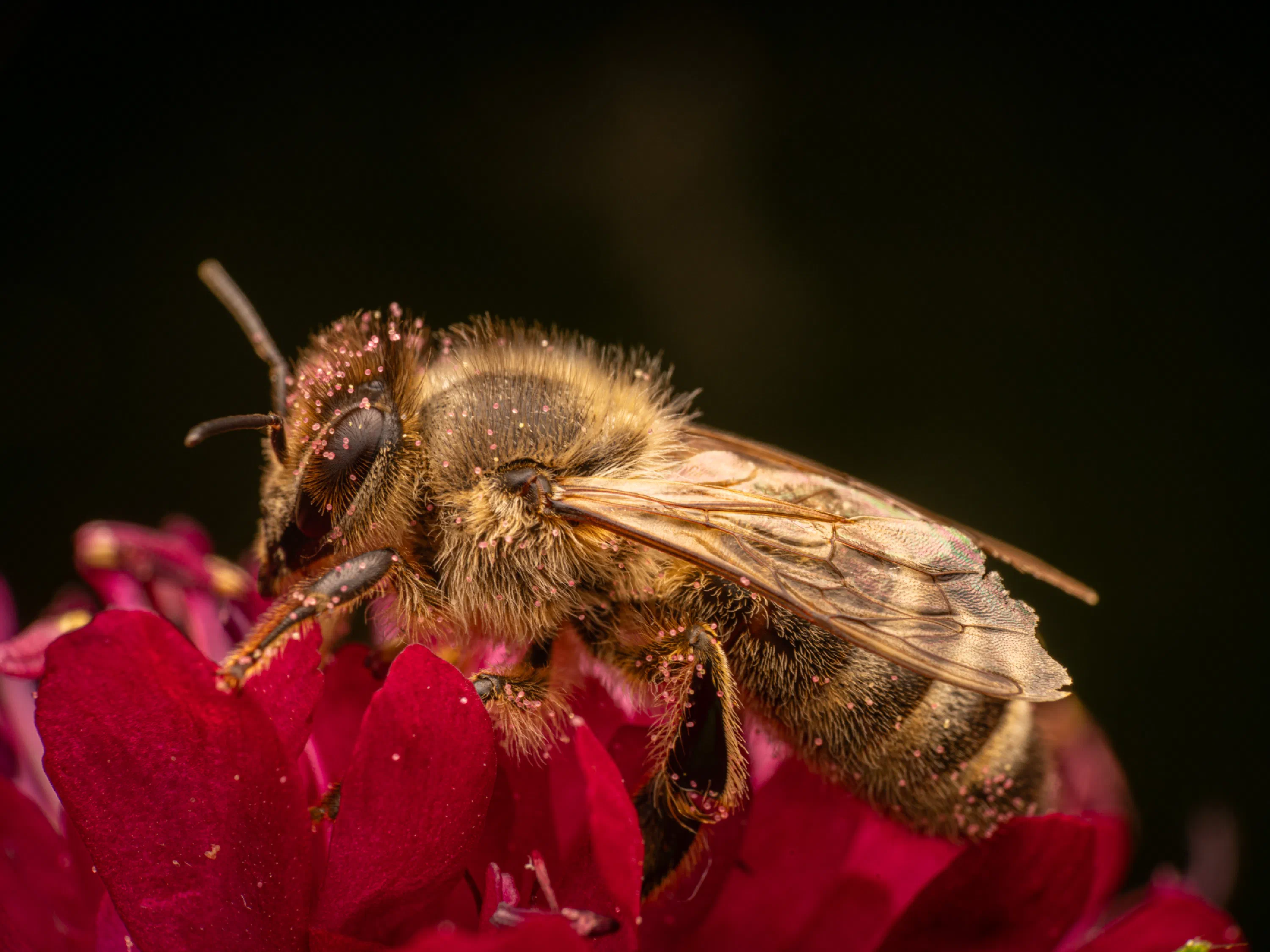 Abeja melífera europea