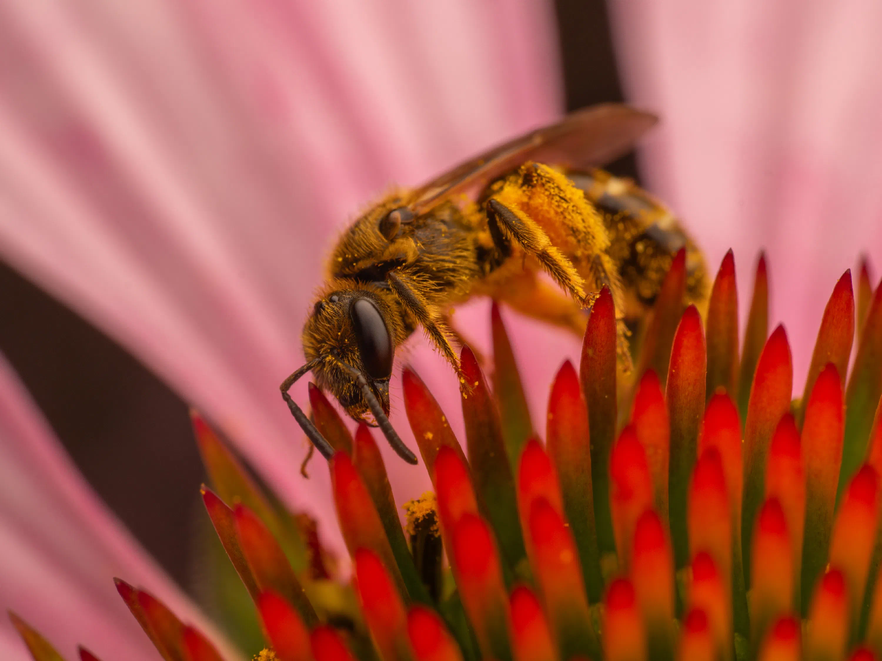 Abeja melífera europea