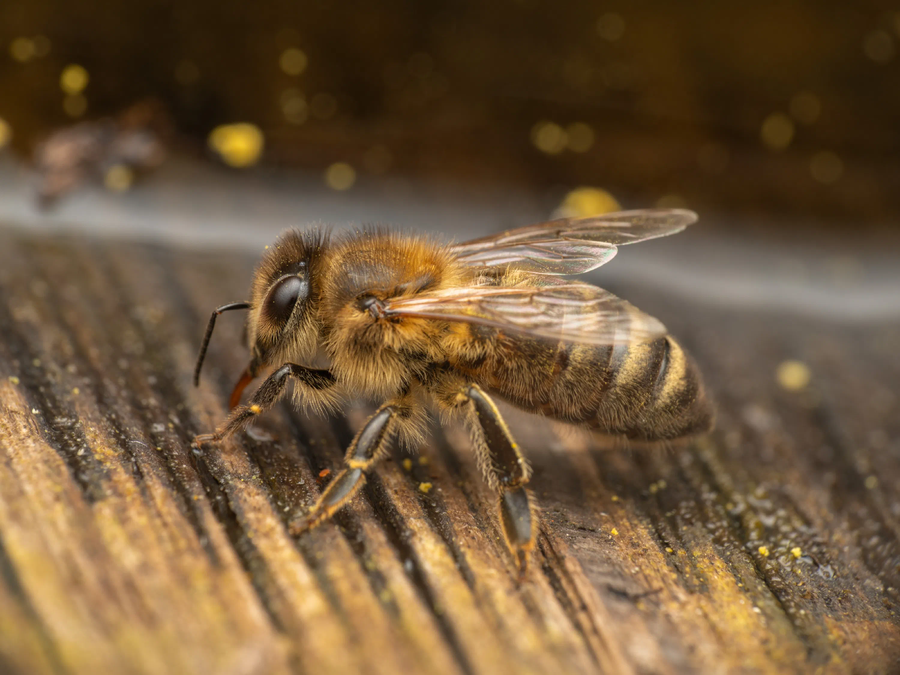 Abeja melífera europea
