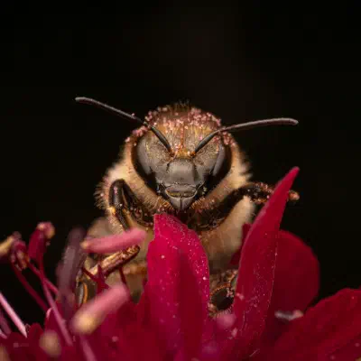 Western Honey Bee