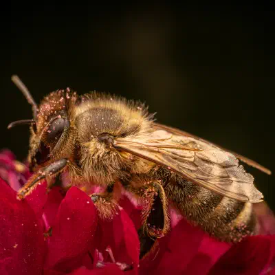 Western Honey Bee