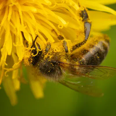 Western Honey Bee