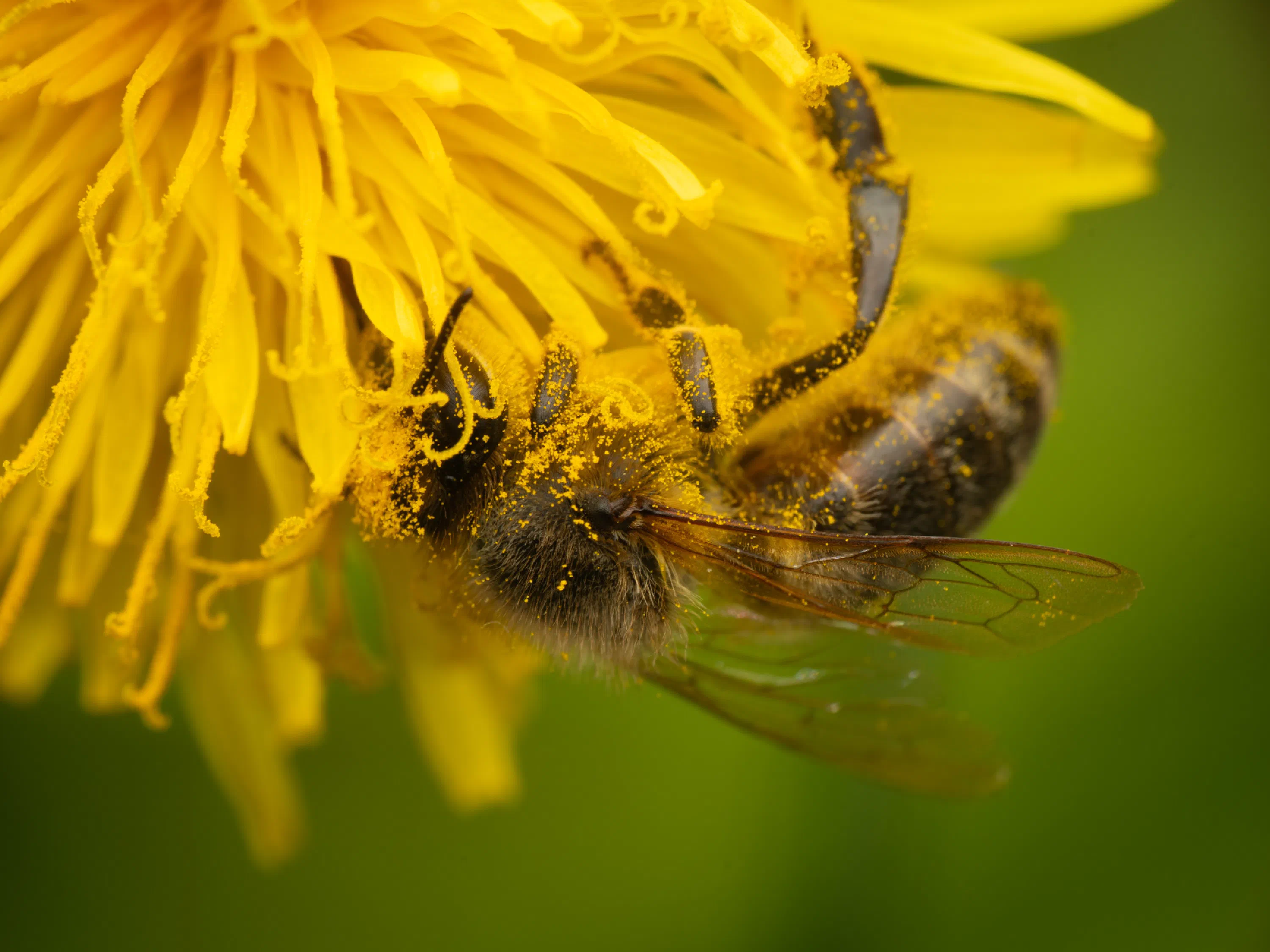 Abeja melífera europea
