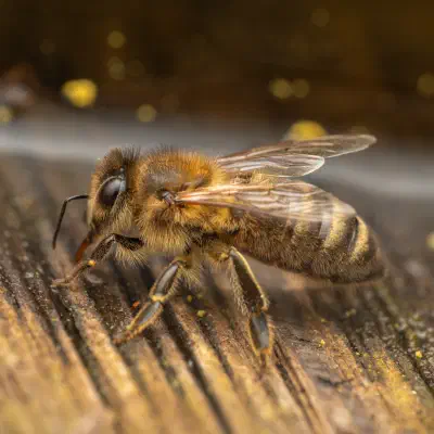 Western Honey Bee