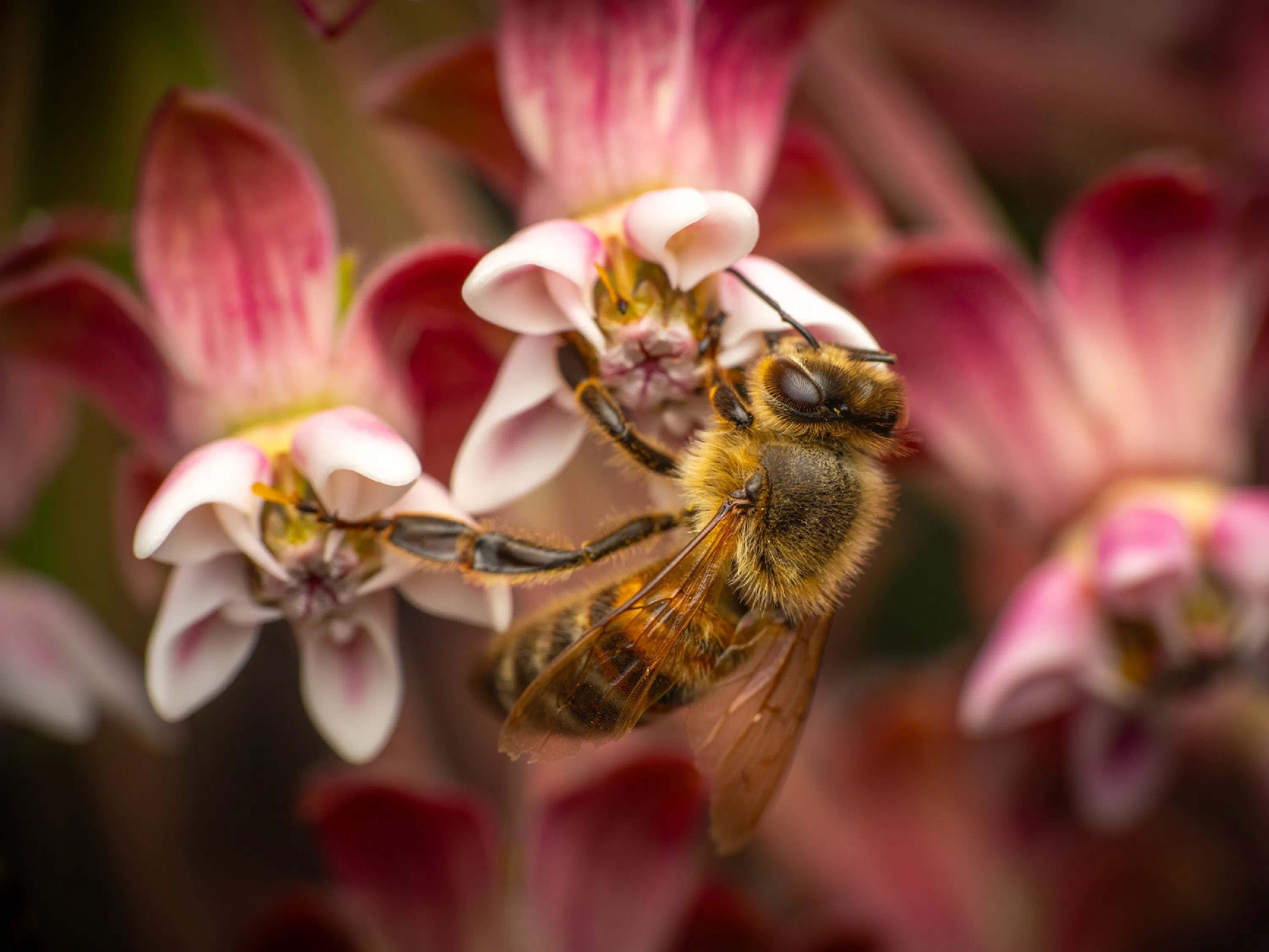 Abeja melífera europea