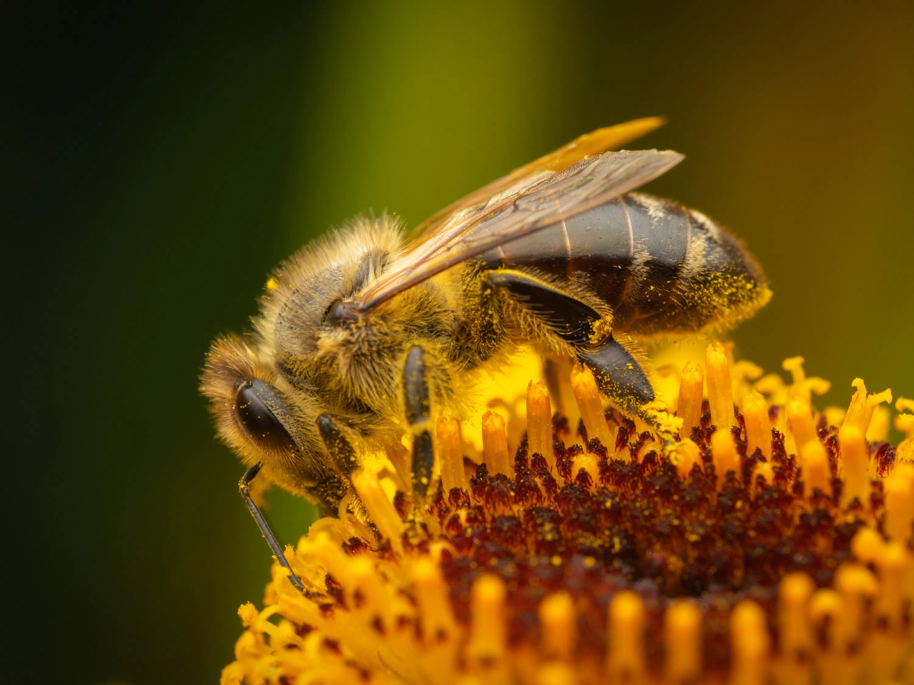 Abeja melífera europea