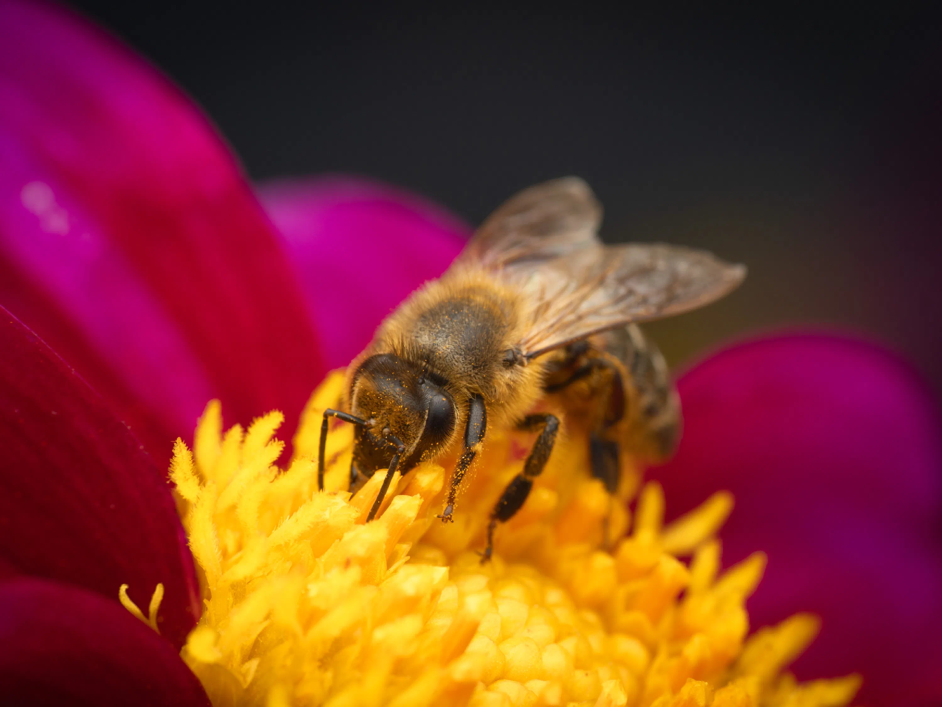 Abeja melífera europea