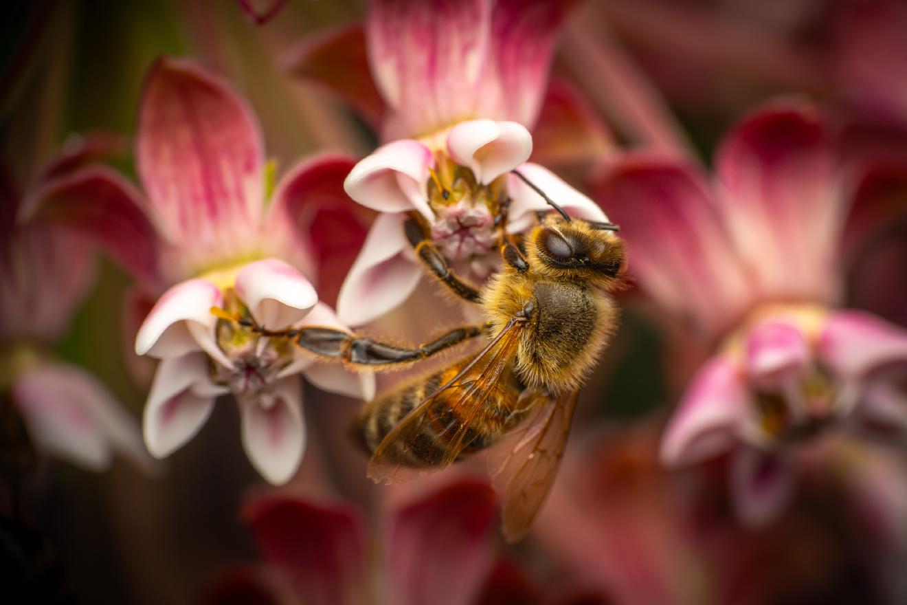 Western Honey Bee – No. 22