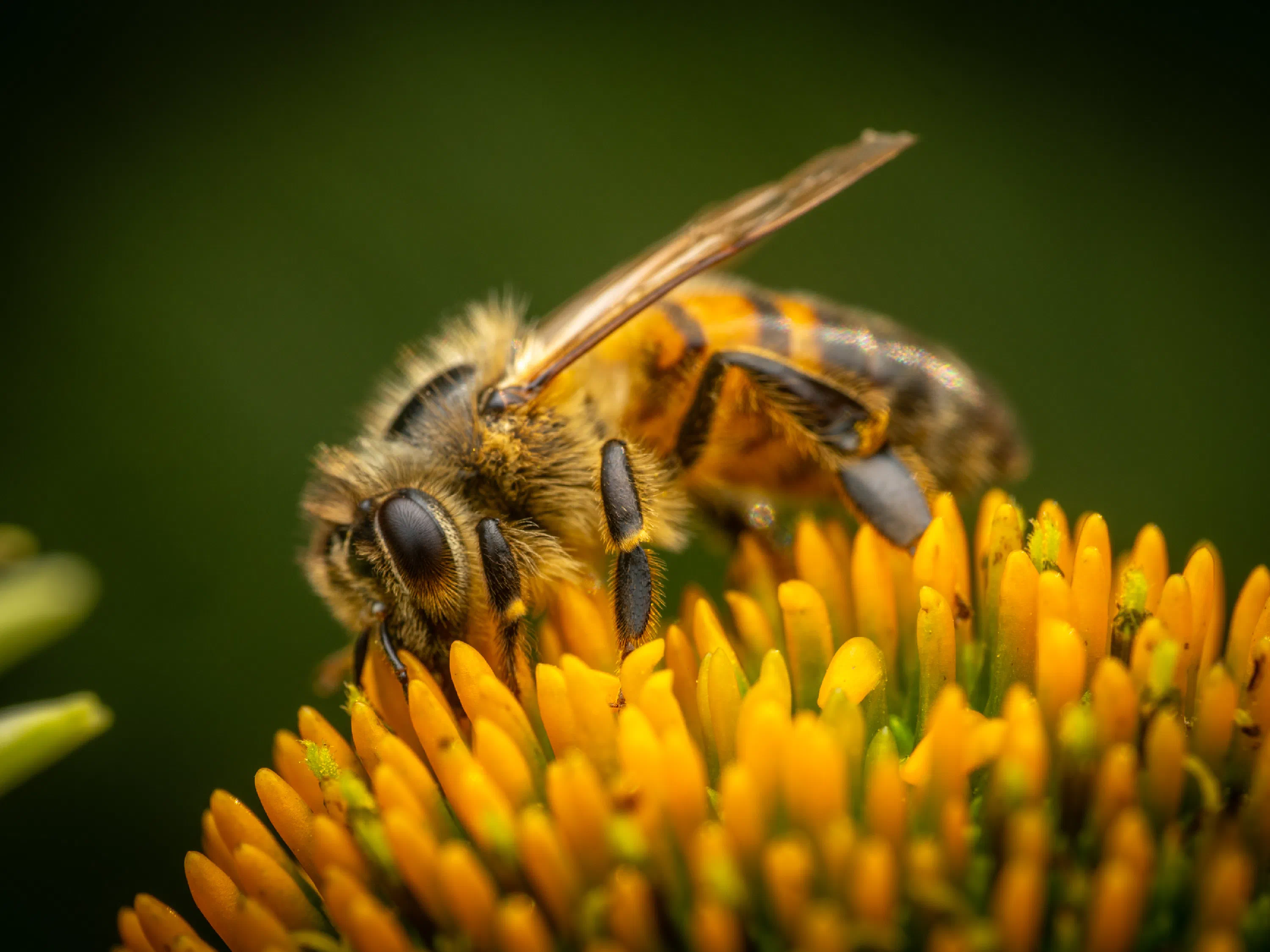 Abeja melífera europea