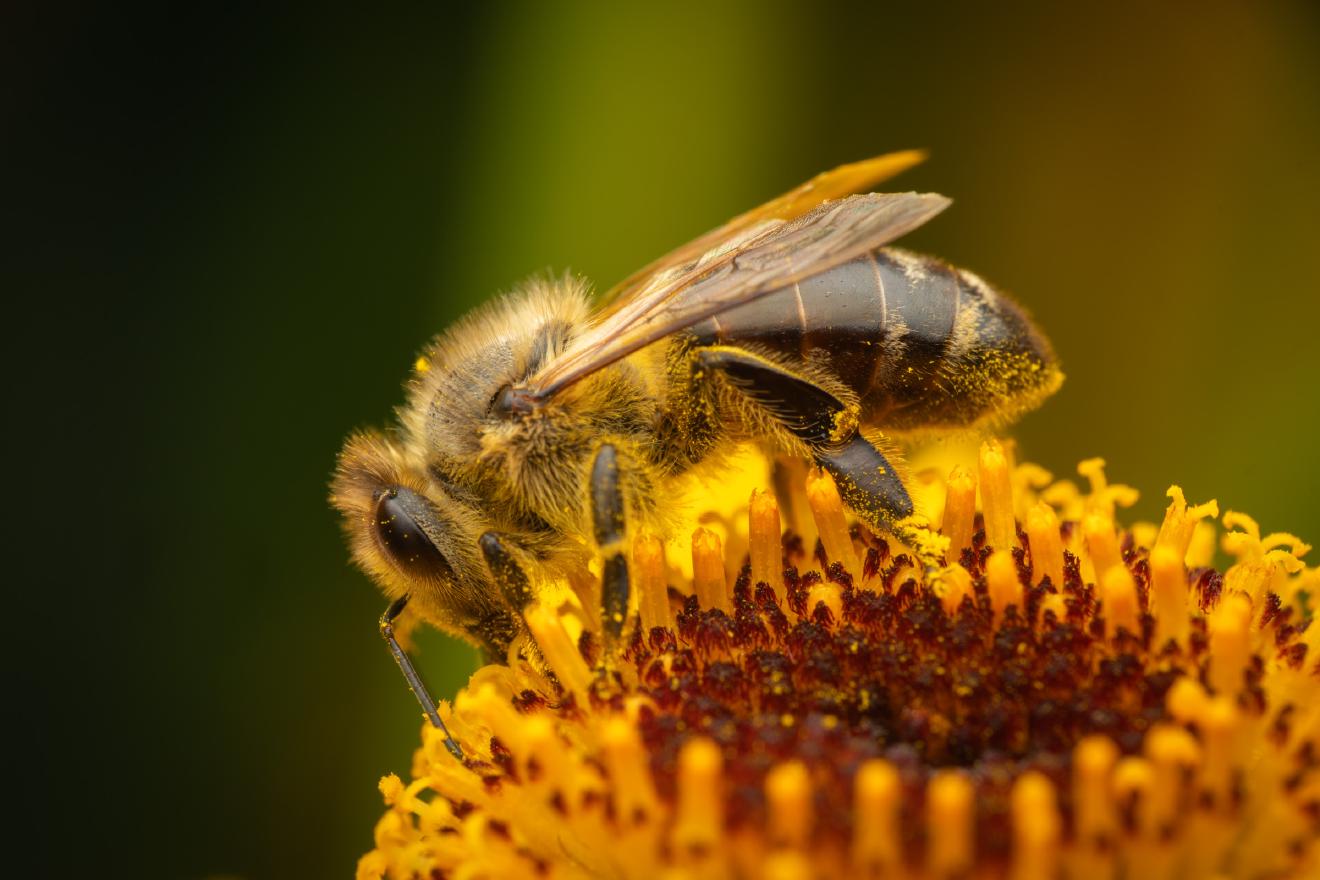 Western Honey Bee – No. 23