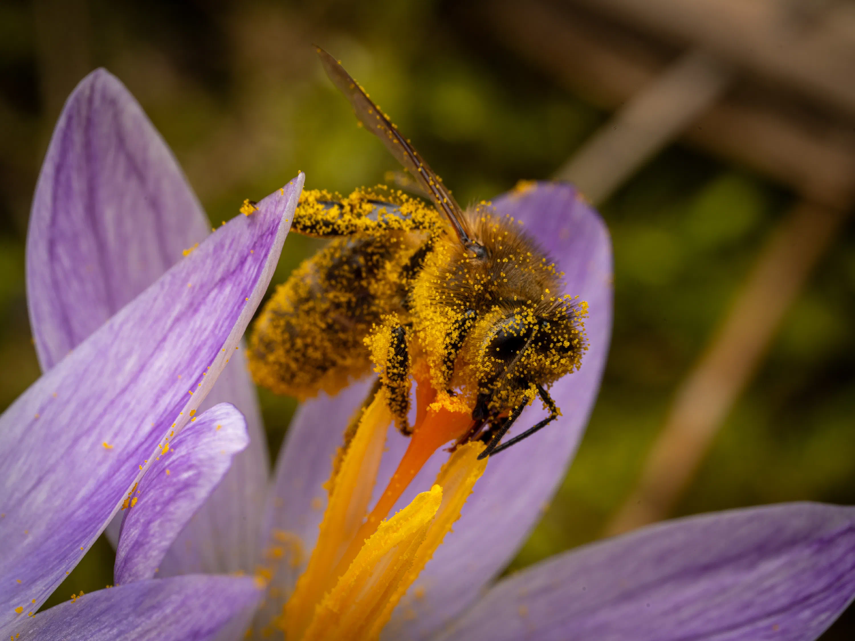 Abeja melífera europea