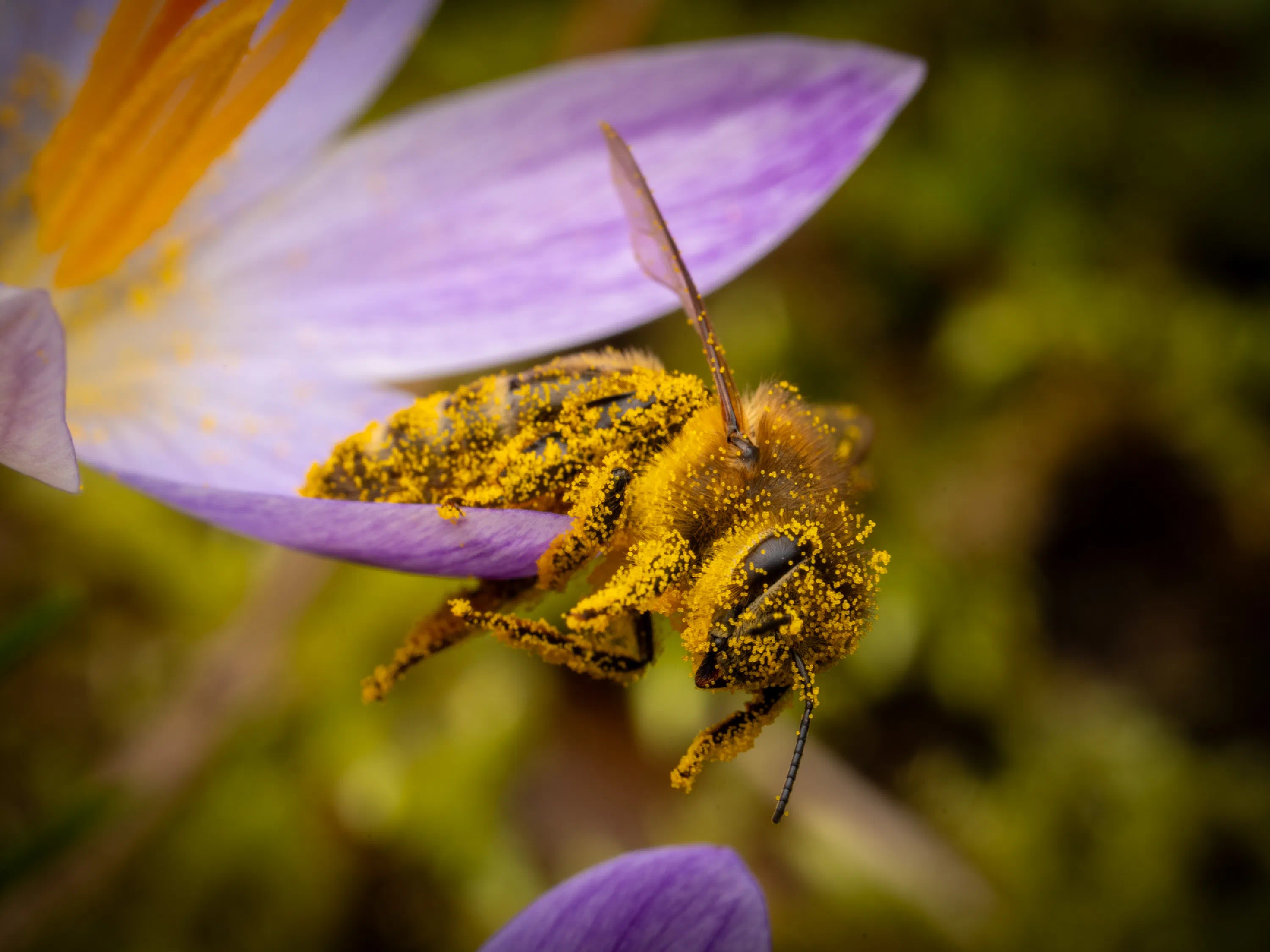 Abeja melífera europea