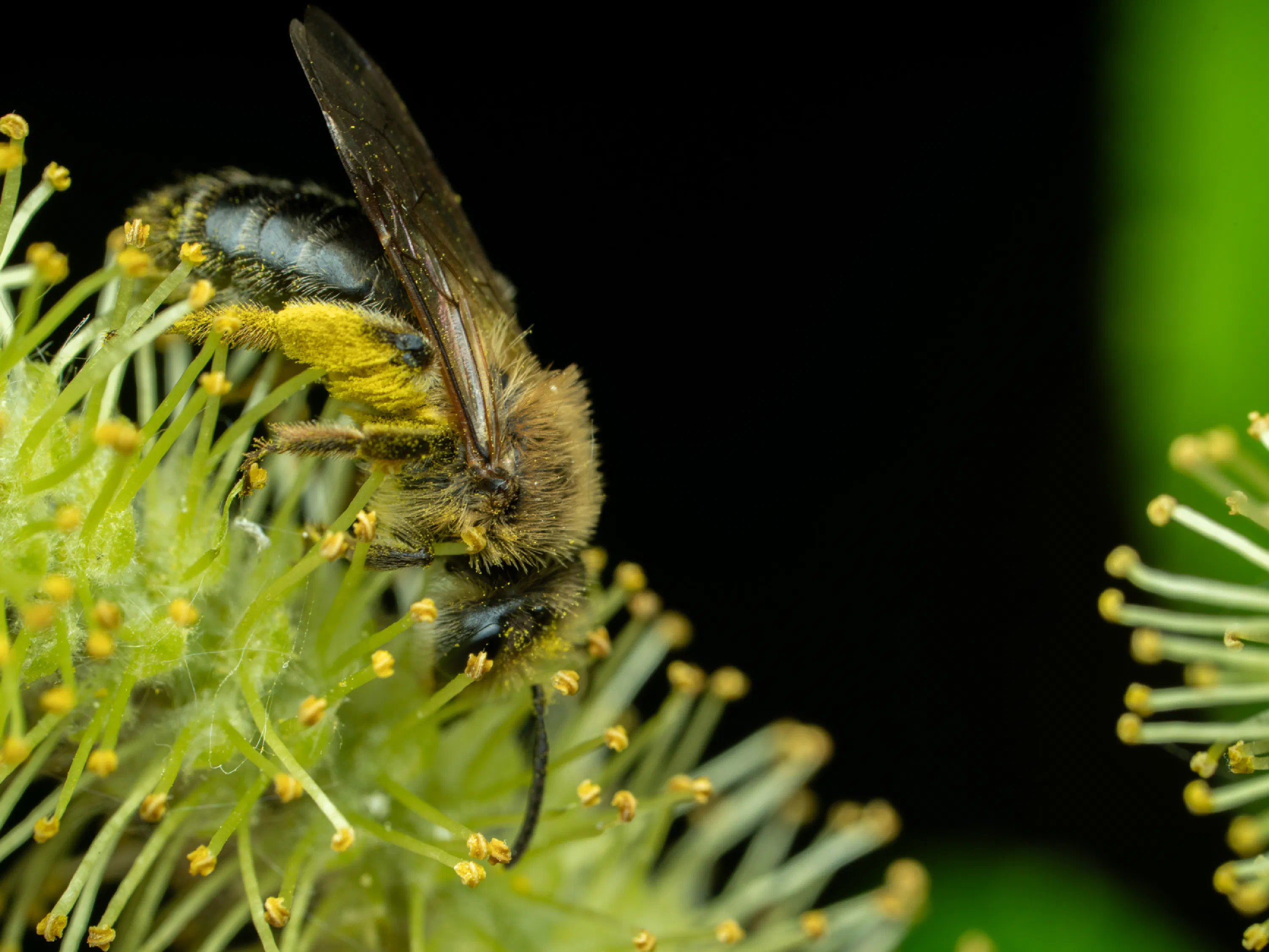 Abeja melífera europea