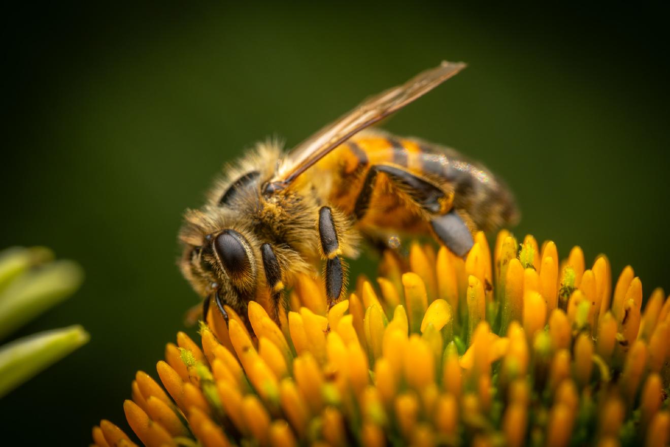 Western Honey Bee – No. 25