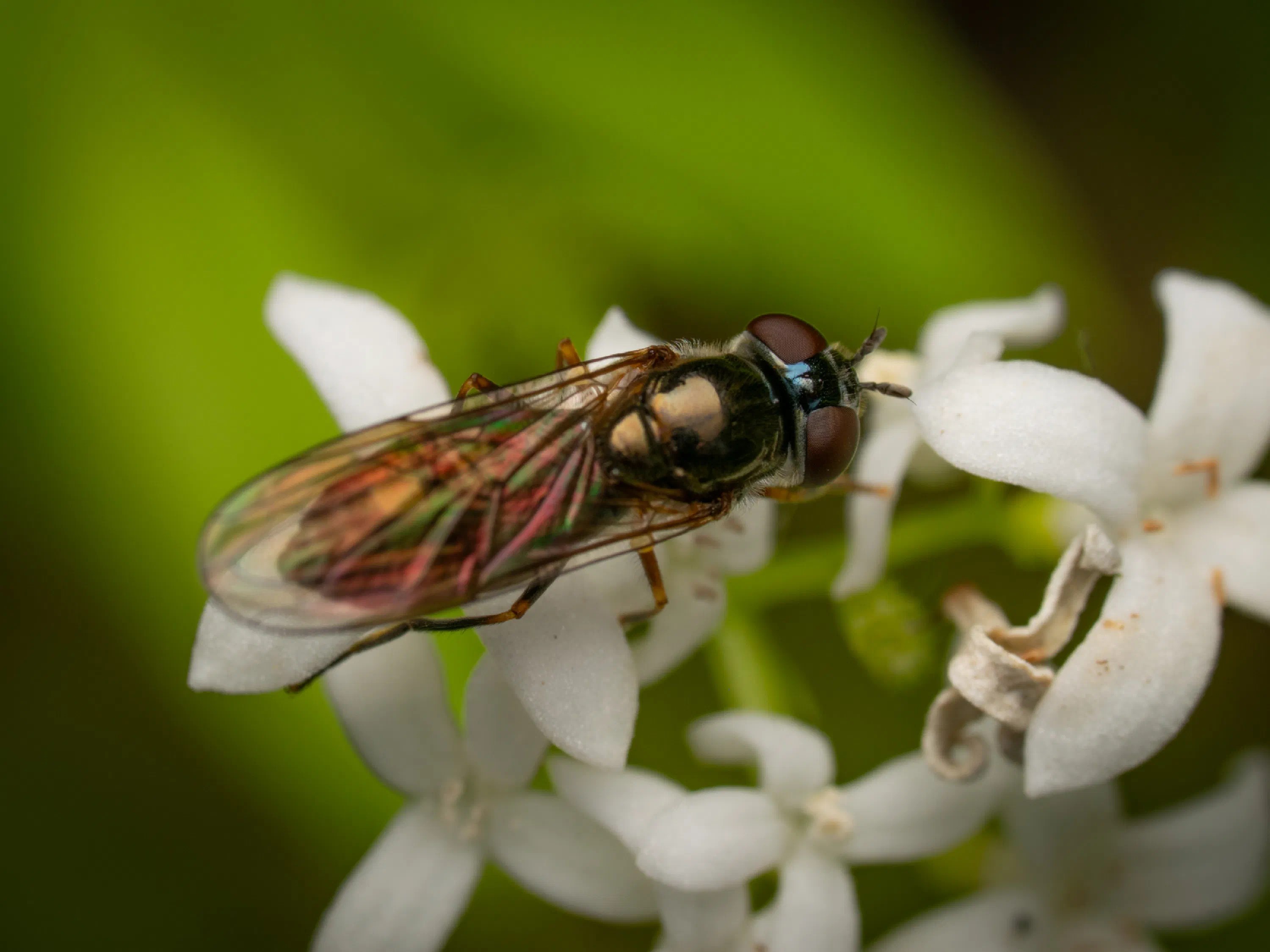 Abeja melífera europea