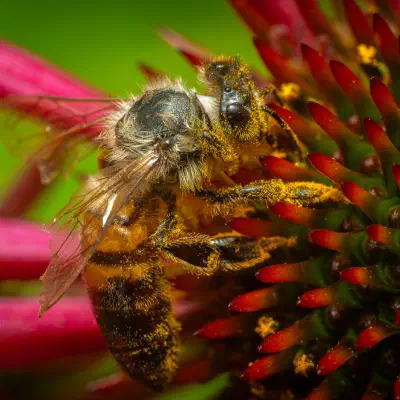 Western Honey Bee
