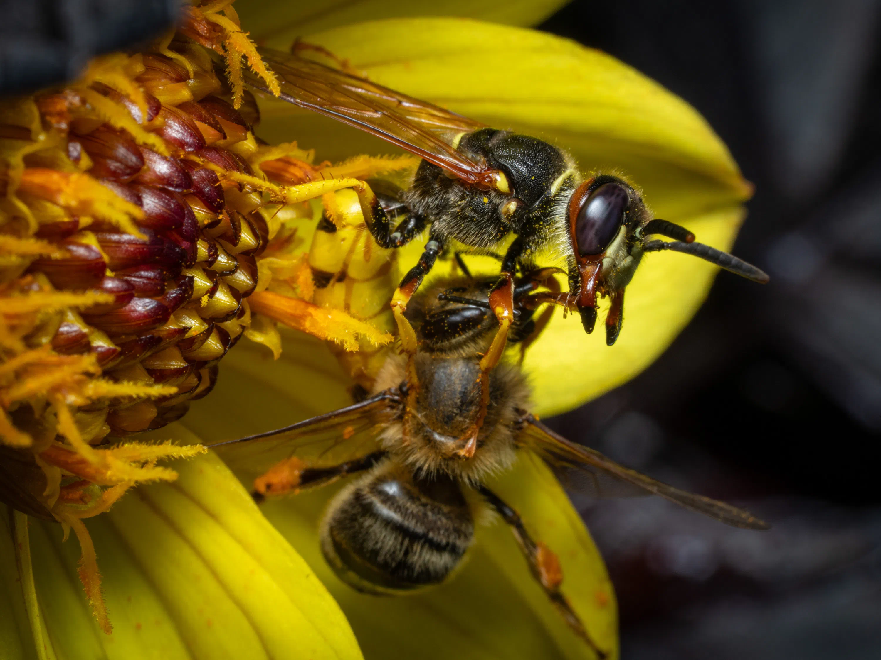 Philanthus triangulum