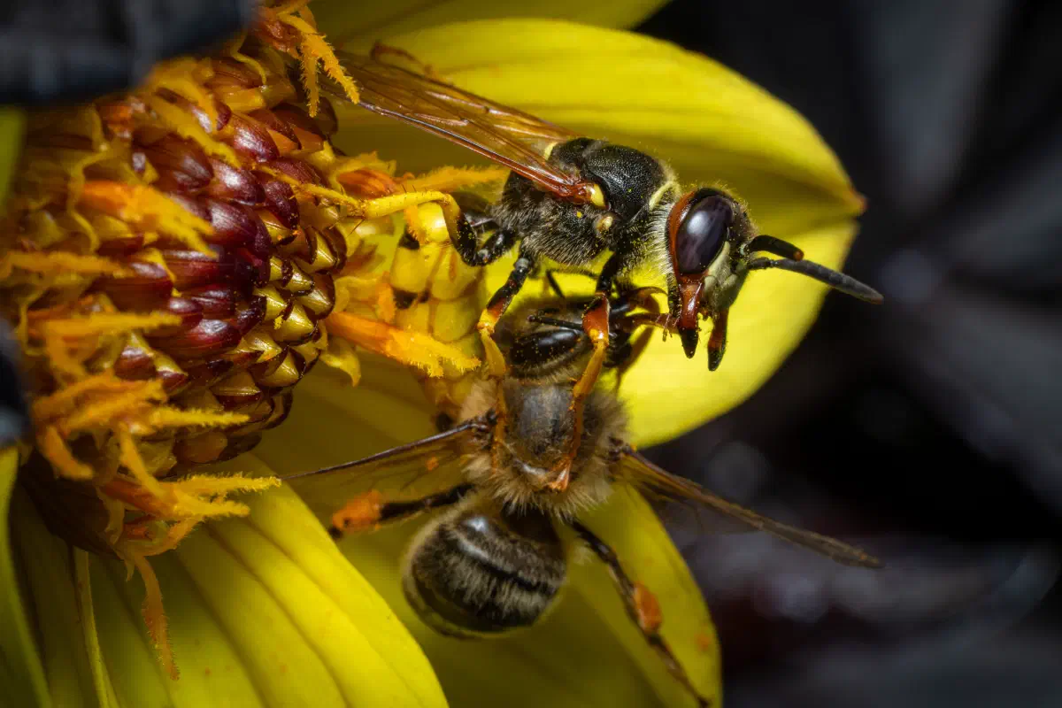 Philanthus triangulum