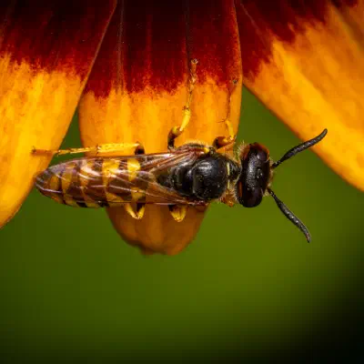 Philanthus triangulum