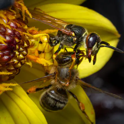 Bienenwolf