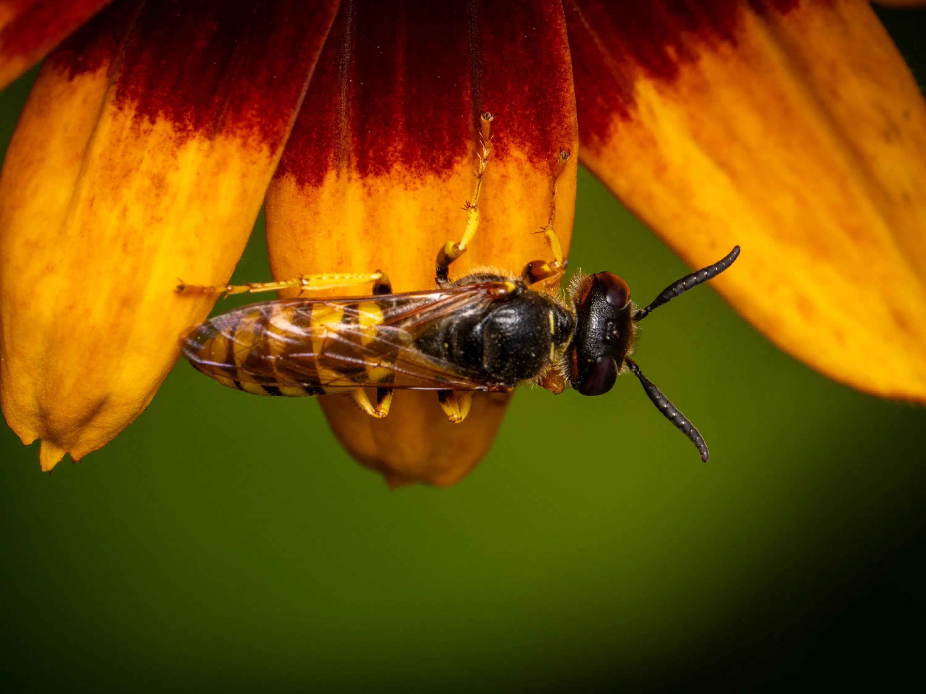 Philanthus triangulum