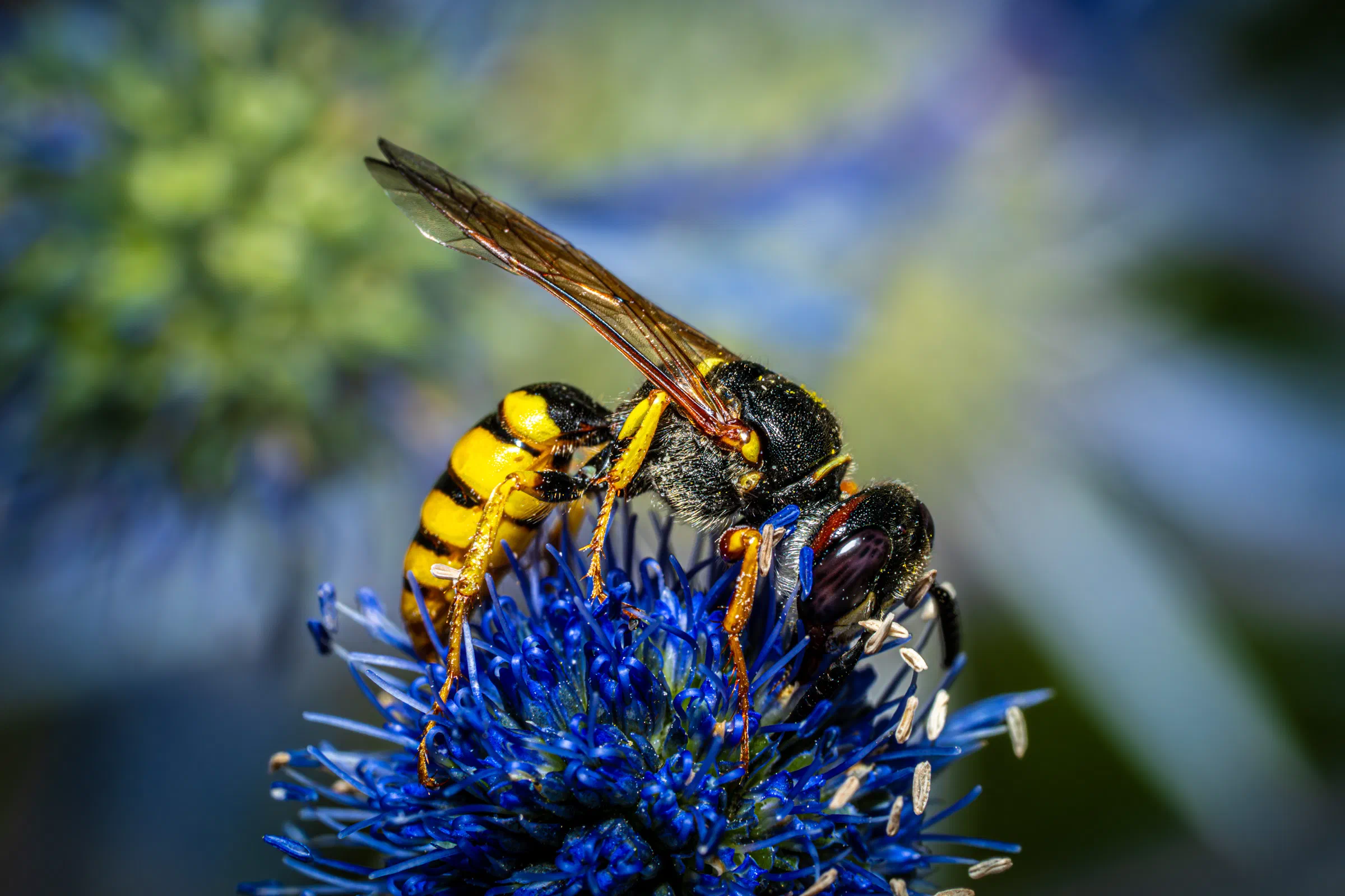 Bienenwolf