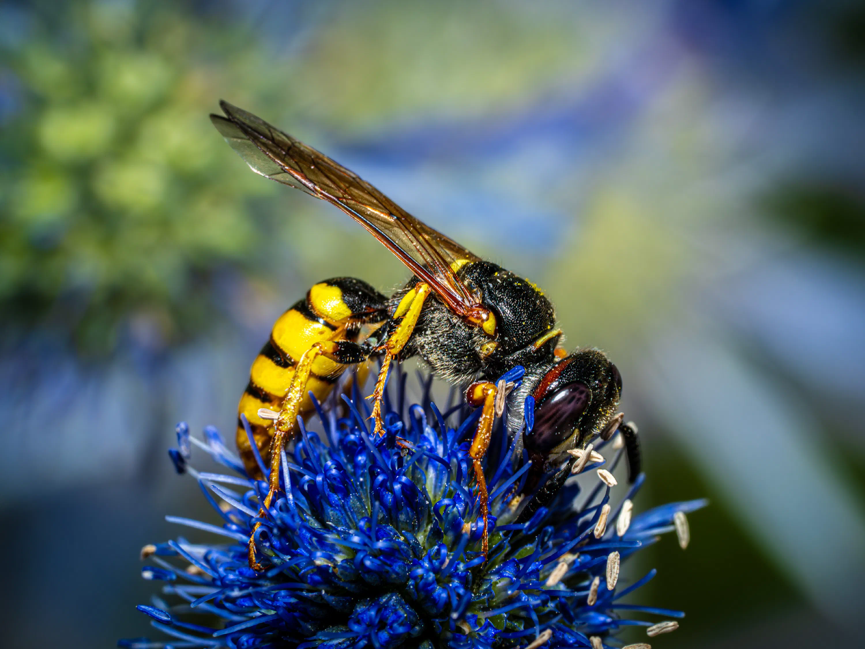 Philanthus triangulum