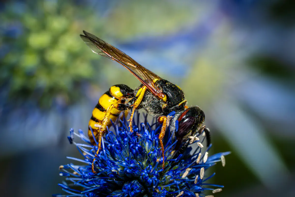 European beewolf