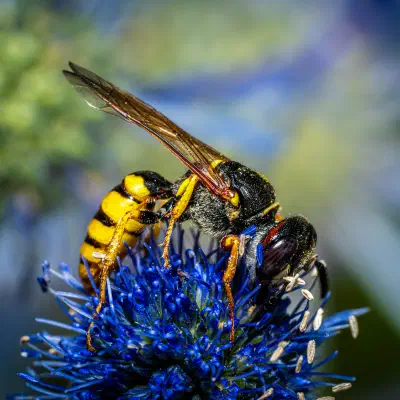 European beewolf