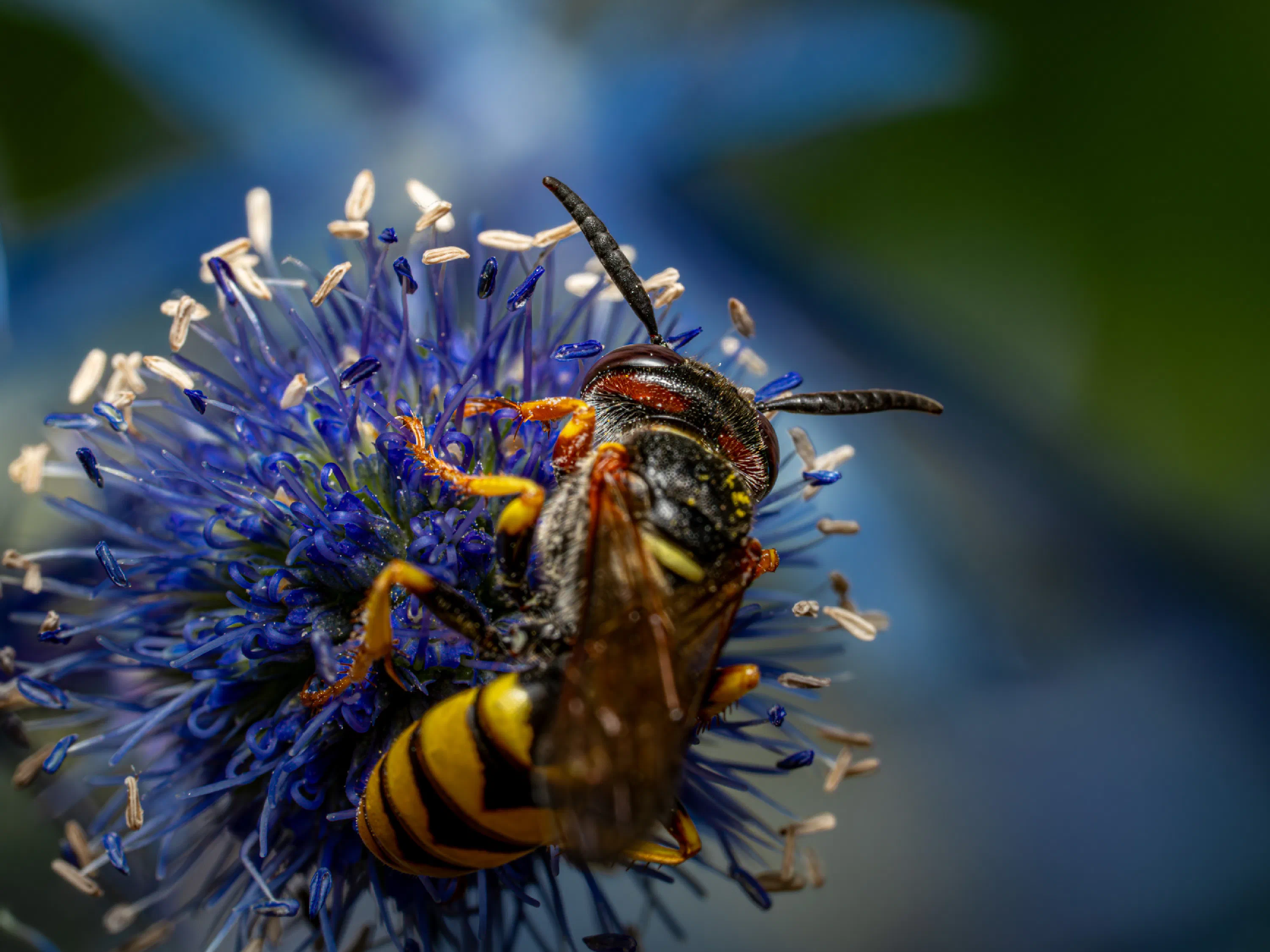 Philanthus triangulum