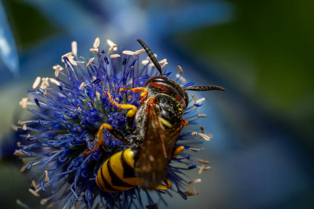 European beewolf
