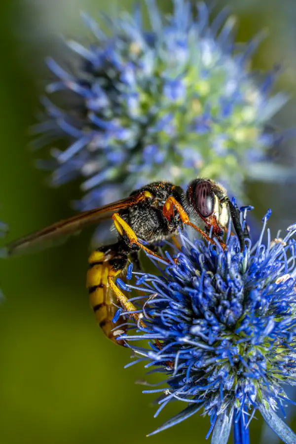 European beewolf – No. 4