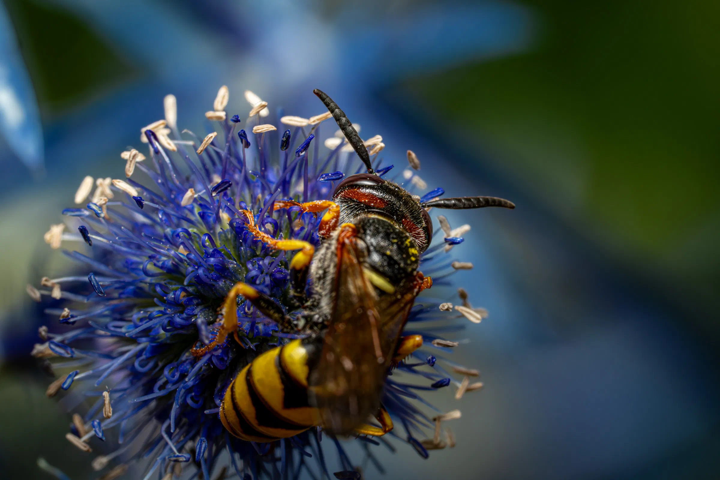 European beewolf
