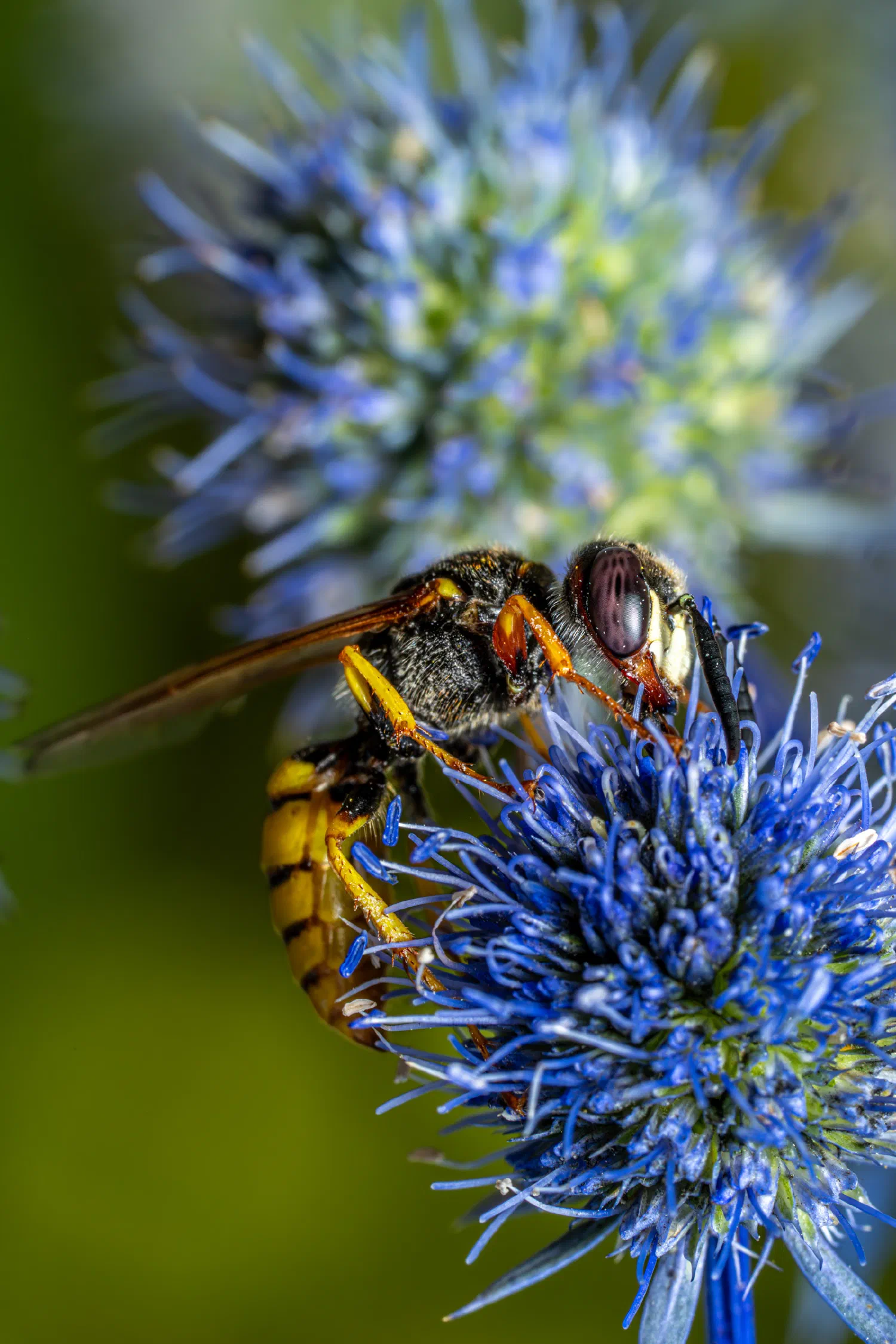 European beewolf