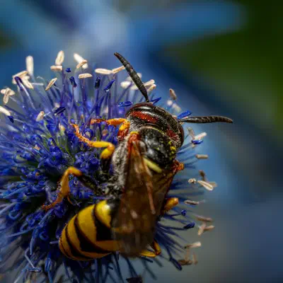 European beewolf