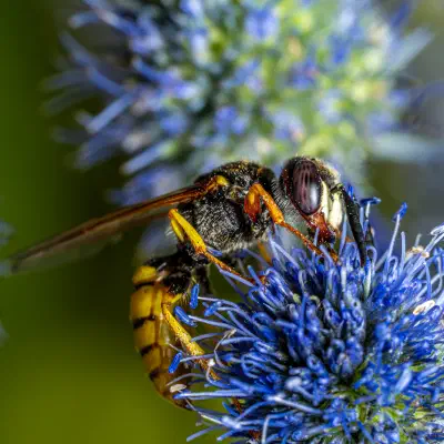 European beewolf