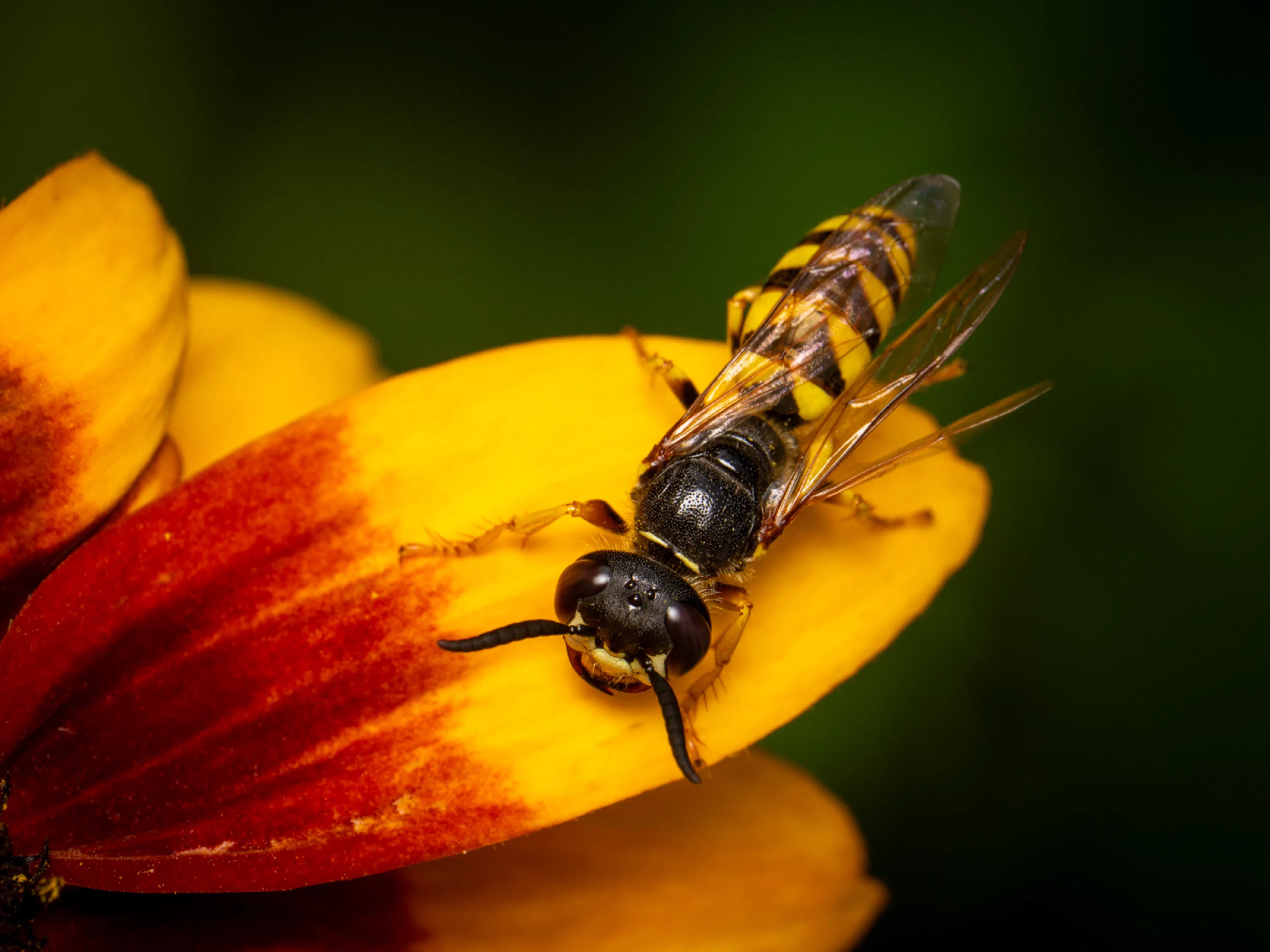 Philanthus triangulum