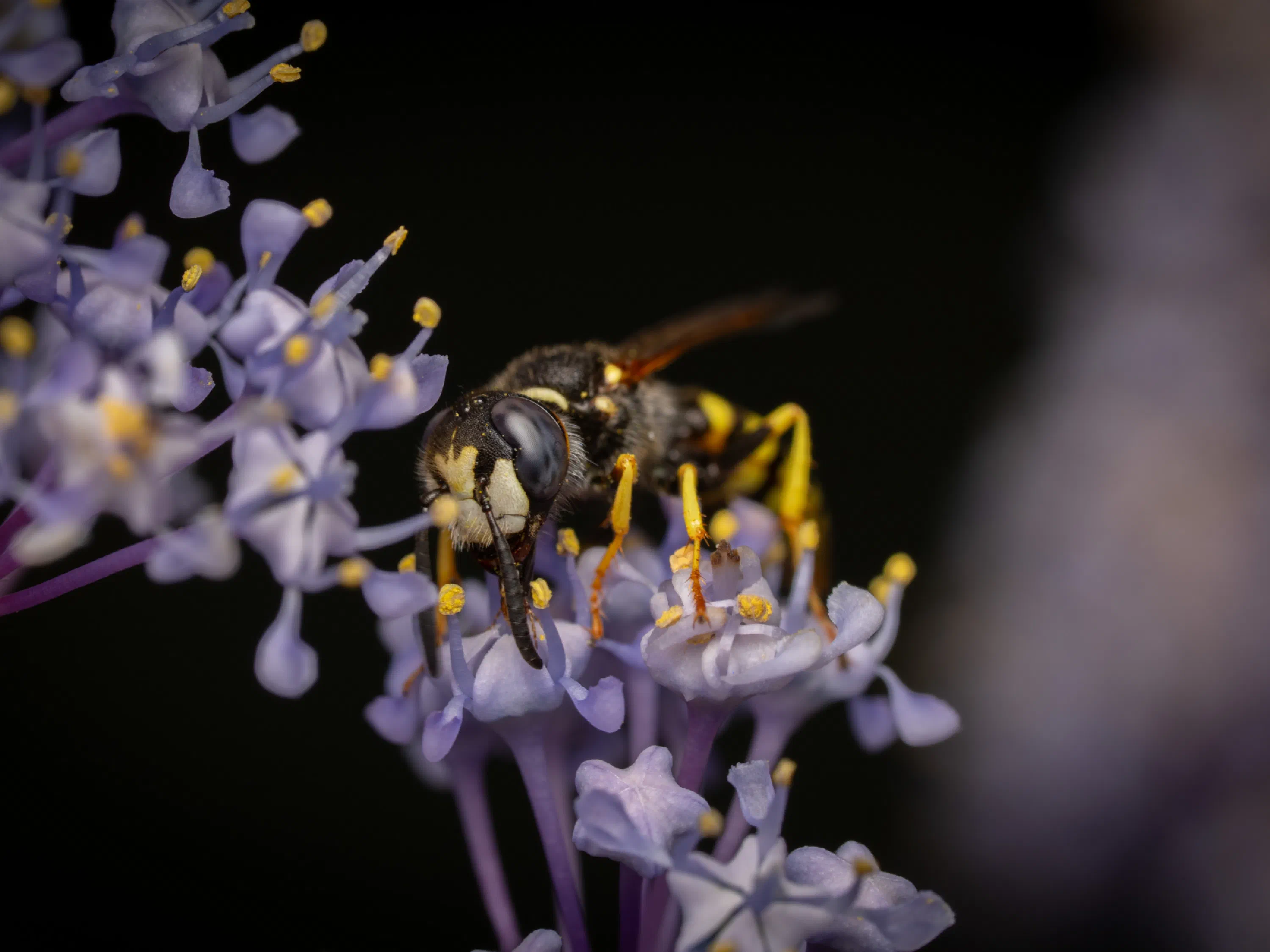 Philanthus triangulum